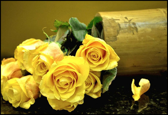 Yellow rose for golden lovers - 50th Anniversary flower